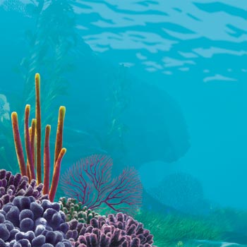 Diving and Snorkeling