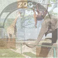 Zoo Collage - 12x12 Scrapbooking Paper