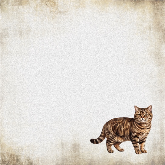 Tabby Cat 12x12 Scrapbooking Paper