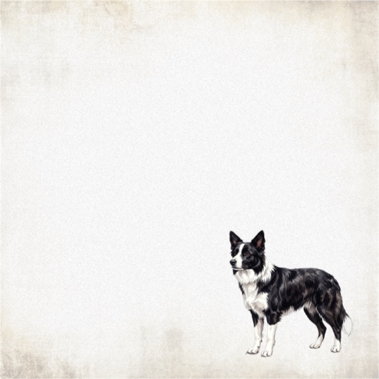 Border Collie 12x12 Scrapbooking Paper