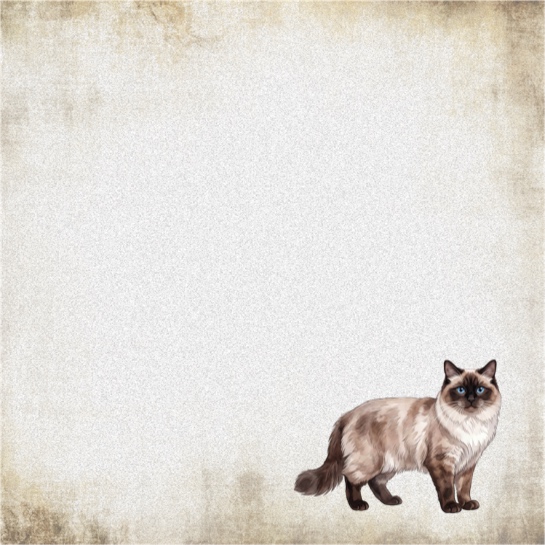 Ragdoll Cat 12x12 Scrapbooking Paper