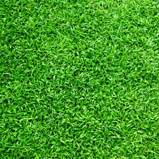 Grass 12x12 Scrapbooking Paper