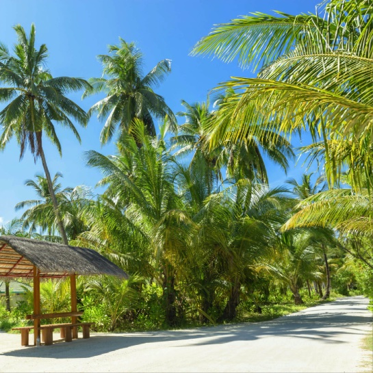 Island Life 12x12 Scrapbooking Paper