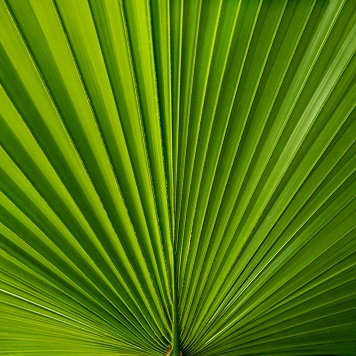 Palm Leaf 12x12 Scrapbooking Paper