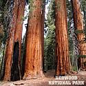Redwood National Park 12x12 Scrapbooking Paper