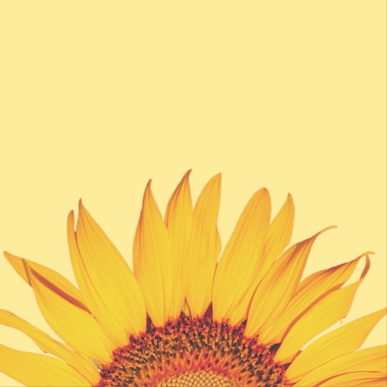 Sunflower Yellow 12x12 Scrapbooking Paper